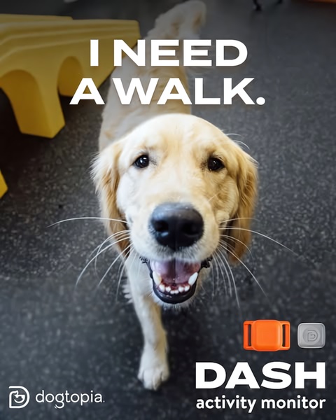 This ad creative features a high-quality close-up of a happy dog paired with bold, text-based messaging to market a wearable activity tracker.